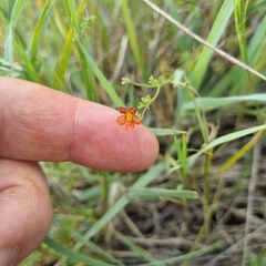 Jamesbrittenia aurantiaca