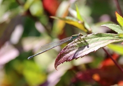 Pseudagrion rubriceps