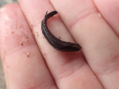 Acanthoclinus fuscus