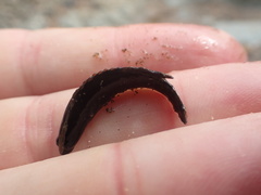 Acanthoclinus fuscus