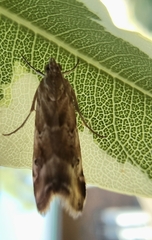 Hellula