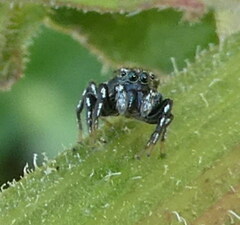 Heliophanus