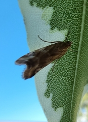 Hellula
