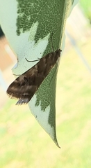 Hellula
