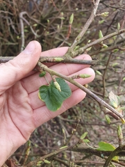 Ribes sanguineum