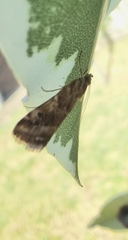 Hellula