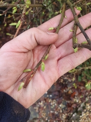 Ribes sanguineum
