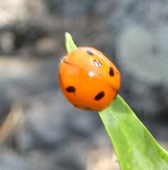 Coccinella septempunctata