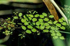 Salvinia