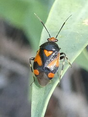 Deraeocoris schach