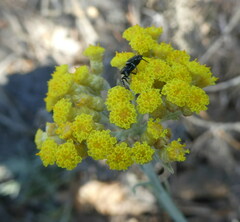 Helichrysum