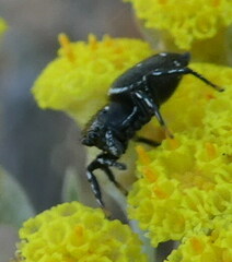 Heliophanus