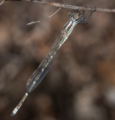Austrolestes aridus