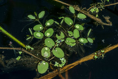 Salvinia