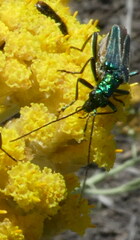 Oedemera nobilis