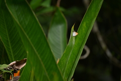 Hypolycaena thecloides