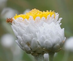 Ammobium alatum