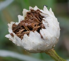Ammobium alatum