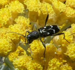 Chlorophorus sartor