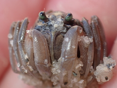 Mictyris longicarpus