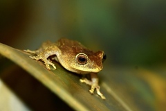 Raorchestes ponmudi