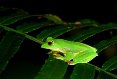 Rhacophorus malabaricus