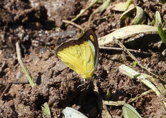 Appias lyncida