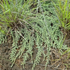 Helichrysum caespititium