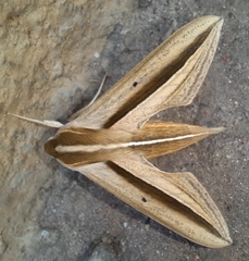 Theretra silhetensis