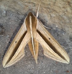 Theretra silhetensis