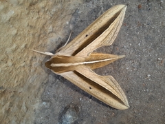 Theretra silhetensis