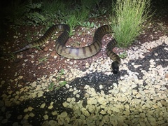 Aspidites melanocephalus