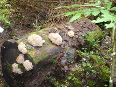 Artomyces microsporus