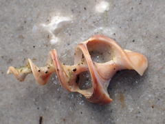 Pyrazus ebeninus