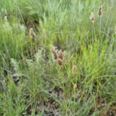 Fingerhuthia africana