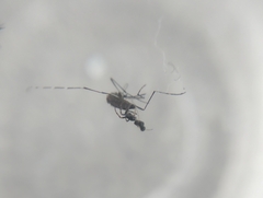 Cyclosa bulla