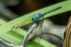 Trithemis stictica