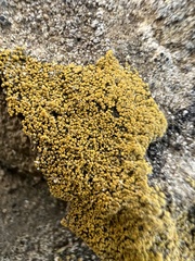 Candelariella rosulans