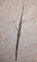 Trachythorax