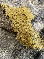 Candelariella rosulans