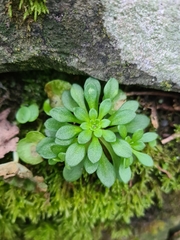 Sedum cepaea