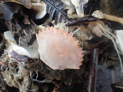 Charybdis japonica