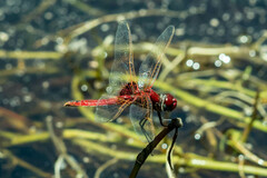 Urothemis assignata