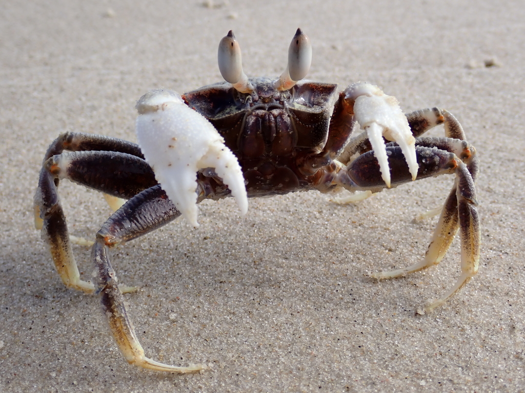 Horned Ghost Crab