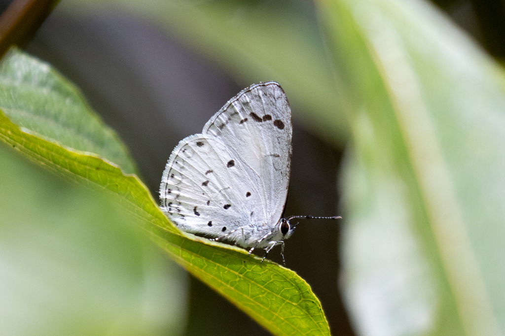 Celatoxia carna