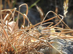 Pseudophilotes vicrama