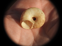 Oxychilus superfluus