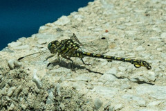 Ceratogomphus pictus