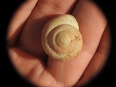 Oxychilus superfluus