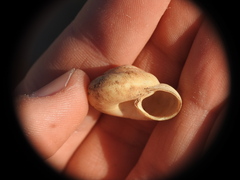 Oxychilus superfluus